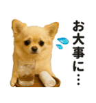 ずっと使える♡夏チワワ（個別スタンプ：27）