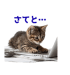 サラリーマン子猫の1日（個別スタンプ：15）