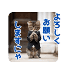 サラリーマン子猫の1日（個別スタンプ：27）