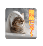 サラリーマン子猫の1日（個別スタンプ：37）