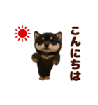 踊る！黒柴/豆柴/まめしば/マメシバ（個別スタンプ：2）
