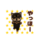 踊る！黒柴/豆柴/まめしば/マメシバ（個別スタンプ：4）