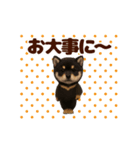 踊る！黒柴/豆柴/まめしば/マメシバ（個別スタンプ：24）