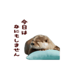 動く！やる気ゼロのカワウソ（個別スタンプ：6）