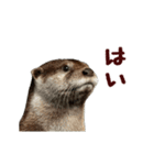 動く！やる気ゼロのカワウソ（個別スタンプ：13）