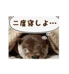 動く！やる気ゼロのカワウソ（個別スタンプ：16）