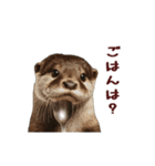 動く！やる気ゼロのカワウソ（個別スタンプ：21）