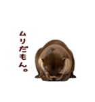 動く！やる気ゼロのカワウソ（個別スタンプ：22）