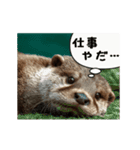 動く！やる気ゼロのカワウソ（個別スタンプ：24）