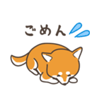 ある柴犬のスタンプ（個別スタンプ：19）
