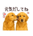 ゴールデンレトリバー☆毎日使う日常会話（個別スタンプ：3）