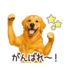 ゴールデンレトリバー☆毎日使う日常会話（個別スタンプ：4）