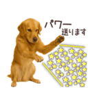 ゴールデンレトリバー☆毎日使う日常会話（個別スタンプ：5）