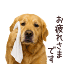 ゴールデンレトリバー☆毎日使う日常会話（個別スタンプ：6）