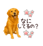 ゴールデンレトリバー☆毎日使う日常会話（個別スタンプ：8）
