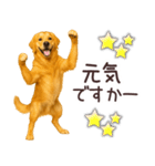 ゴールデンレトリバー☆毎日使う日常会話（個別スタンプ：12）