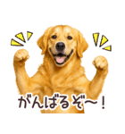 ゴールデンレトリバー☆毎日使う日常会話（個別スタンプ：13）