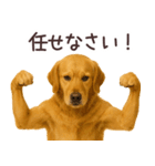 ゴールデンレトリバー☆毎日使う日常会話（個別スタンプ：14）