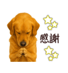 ゴールデンレトリバー☆毎日使う日常会話（個別スタンプ：15）