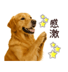 ゴールデンレトリバー☆毎日使う日常会話（個別スタンプ：16）