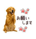 ゴールデンレトリバー☆毎日使う日常会話（個別スタンプ：17）