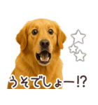 ゴールデンレトリバー☆毎日使う日常会話（個別スタンプ：19）
