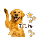 ゴールデンレトリバー☆毎日使う日常会話（個別スタンプ：29）