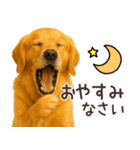ゴールデンレトリバー☆毎日使う日常会話（個別スタンプ：31）
