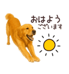 ゴールデンレトリバー☆毎日使う日常会話（個別スタンプ：32）