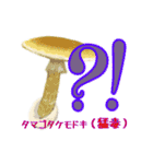 キノコスタンプ（タマゴタケ時々毒キノコ）（個別スタンプ：26）