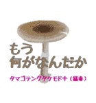 キノコスタンプ（タマゴタケ時々毒キノコ）（個別スタンプ：32）