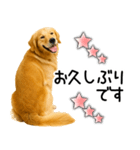 ゴールデンレトリバー☆毎日使える敬語集（個別スタンプ：1）