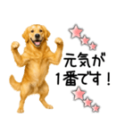 ゴールデンレトリバー☆毎日使える敬語集（個別スタンプ：3）