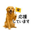 ゴールデンレトリバー☆毎日使える敬語集（個別スタンプ：4）