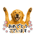 ゴールデンレトリバー☆毎日使える敬語集（個別スタンプ：5）