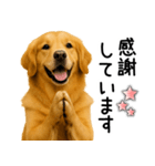 ゴールデンレトリバー☆毎日使える敬語集（個別スタンプ：7）