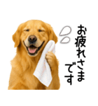 ゴールデンレトリバー☆毎日使える敬語集（個別スタンプ：10）