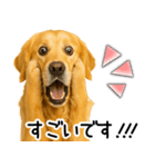 ゴールデンレトリバー☆毎日使える敬語集（個別スタンプ：12）