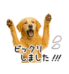 ゴールデンレトリバー☆毎日使える敬語集（個別スタンプ：13）