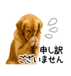 ゴールデンレトリバー☆毎日使える敬語集（個別スタンプ：14）