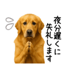 ゴールデンレトリバー☆毎日使える敬語集（個別スタンプ：15）