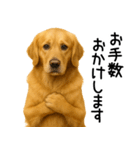 ゴールデンレトリバー☆毎日使える敬語集（個別スタンプ：16）