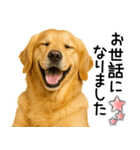 ゴールデンレトリバー☆毎日使える敬語集（個別スタンプ：17）
