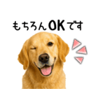 ゴールデンレトリバー☆毎日使える敬語集（個別スタンプ：18）