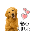 ゴールデンレトリバー☆毎日使える敬語集（個別スタンプ：20）