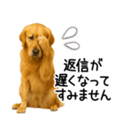 ゴールデンレトリバー☆毎日使える敬語集（個別スタンプ：21）