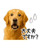 ゴールデンレトリバー☆毎日使える敬語集（個別スタンプ：22）