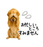 ゴールデンレトリバー☆毎日使える敬語集（個別スタンプ：23）