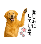 ゴールデンレトリバー☆毎日使える敬語集（個別スタンプ：26）