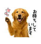 ゴールデンレトリバー☆毎日使える敬語集（個別スタンプ：28）